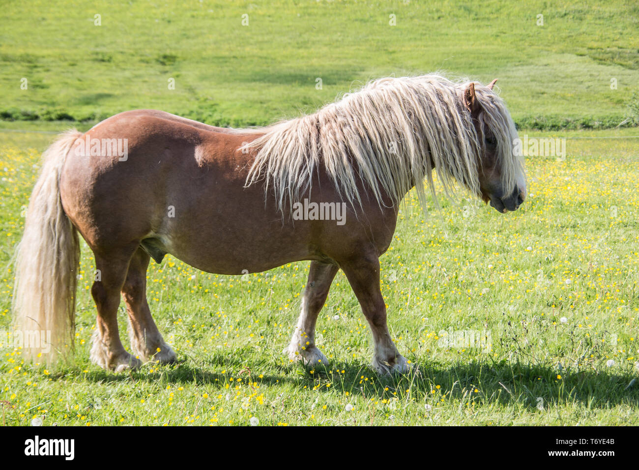 Poney Shetland au pâturage Banque D'Images