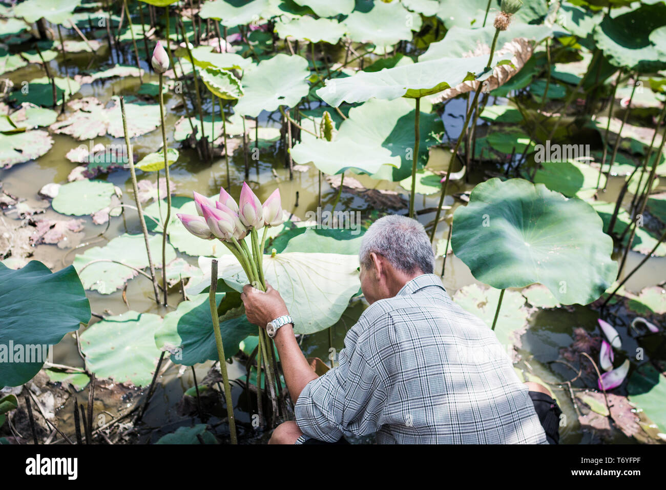 Vietnam, Nha Trang, mars 2018. Bassin de Lotus. Asian man recueille dans sa main un bouquet de fleurs de lotus. Editorial photo. Banque D'Images