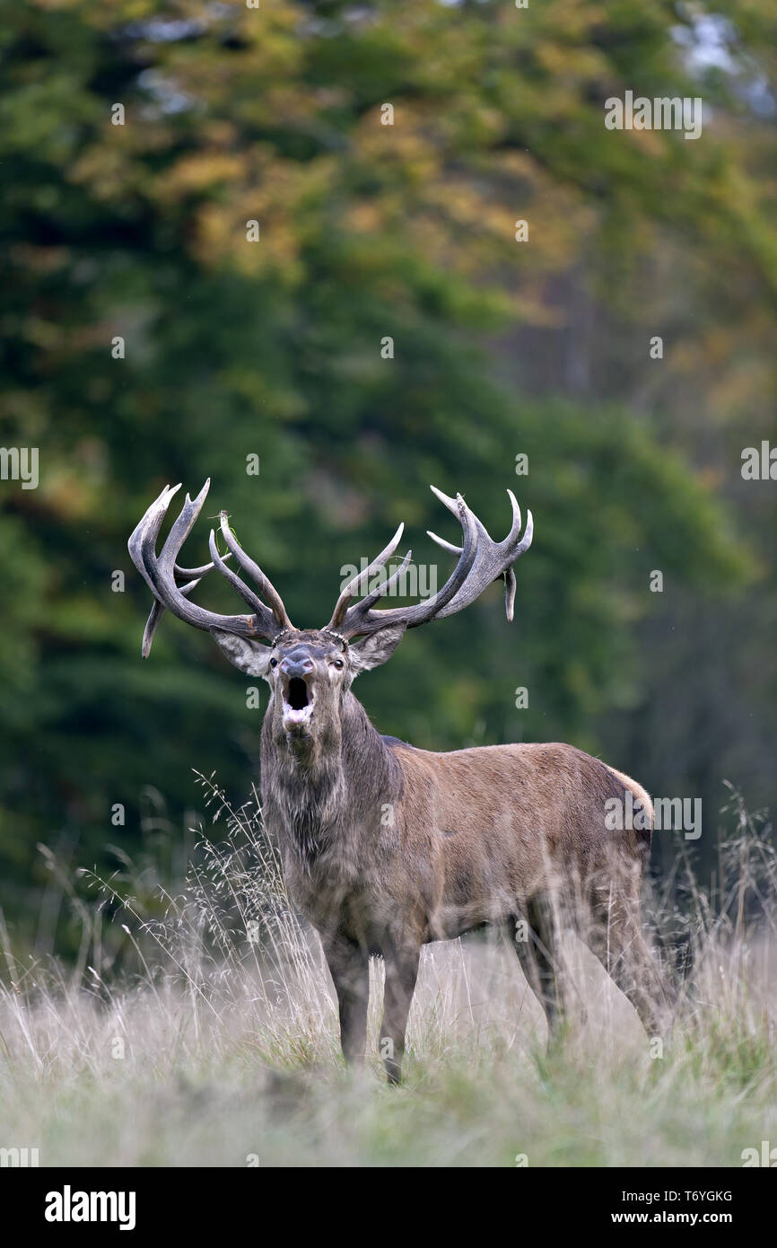 Red Deer, rugissant, Cervus elaphus cerf rouge Banque D'Images