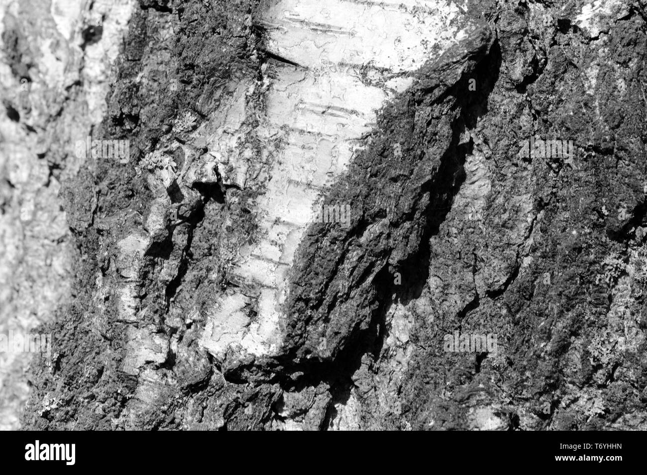 La texture de l'écorce des arbres de bouleau vieille de près. L'écorce des arbres fond noir et blanc Banque D'Images