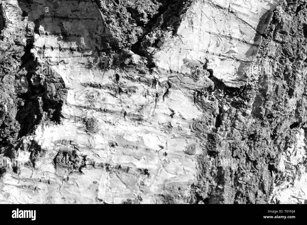 La texture de l'écorce des arbres de bouleau vieille de près. L'écorce des arbres fond noir et blanc Banque D'Images
