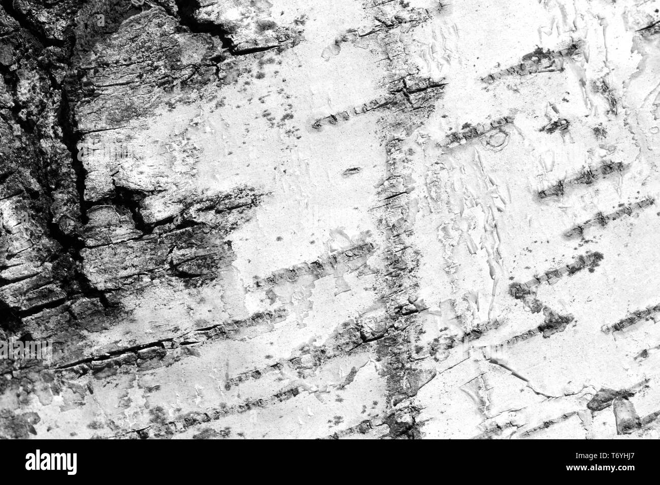 La texture de l'écorce des arbres de bouleau vieille de près. L'écorce des arbres fond noir et blanc Banque D'Images