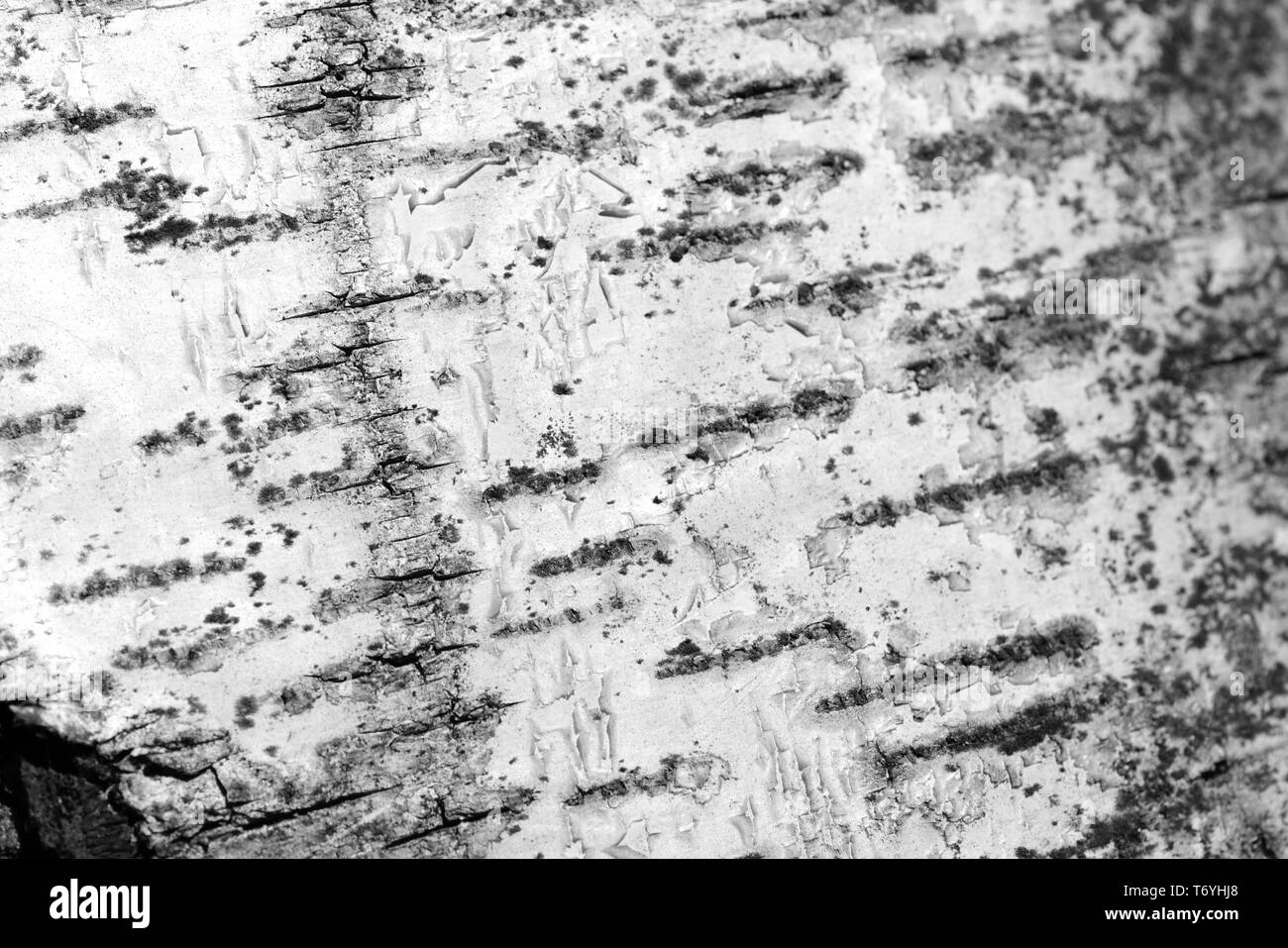 La texture de l'écorce des arbres de bouleau vieille de près. L'écorce des arbres fond noir et blanc Banque D'Images