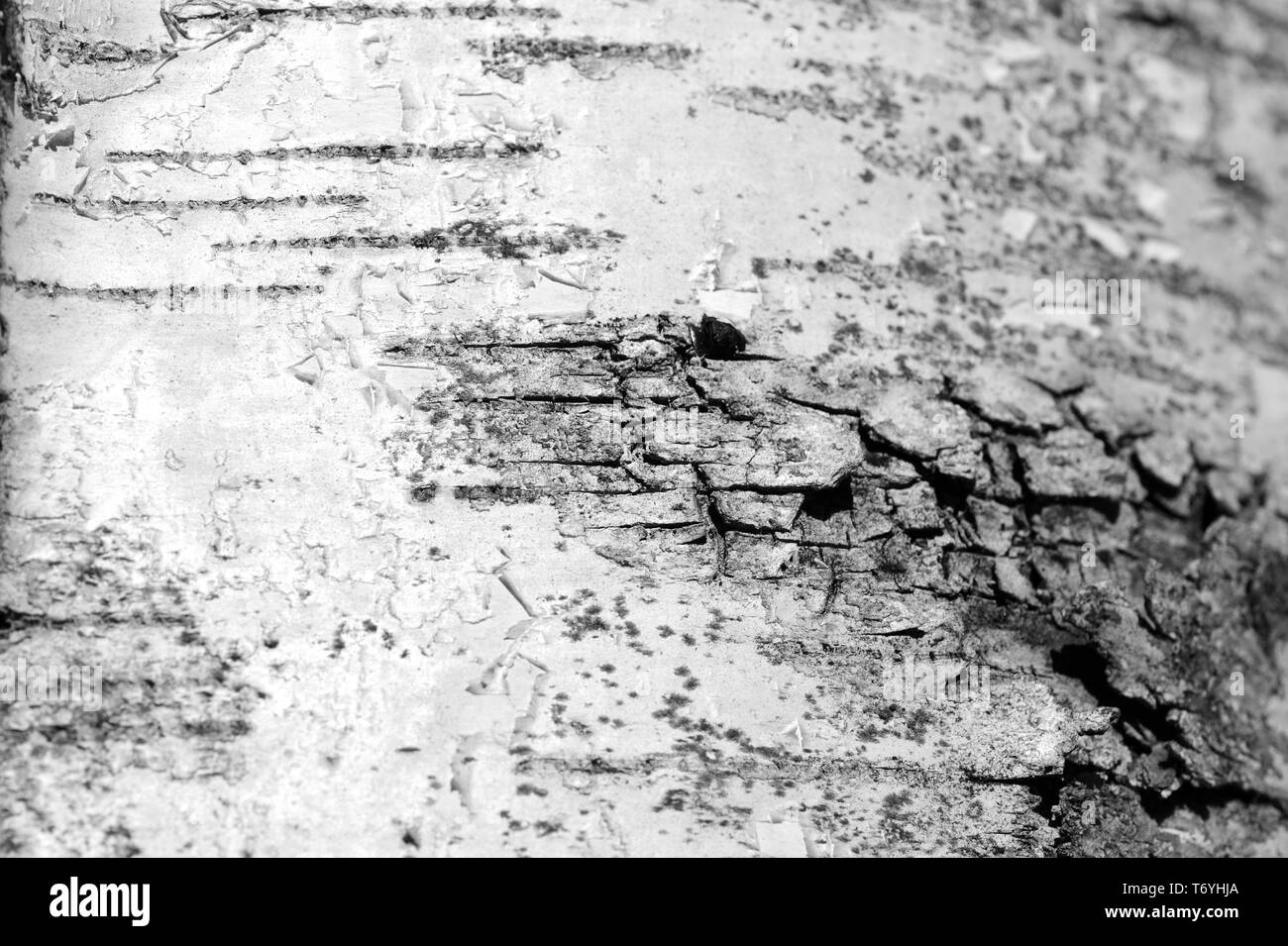 La texture de l'écorce des arbres de bouleau vieille de près. L'écorce des arbres fond noir et blanc Banque D'Images