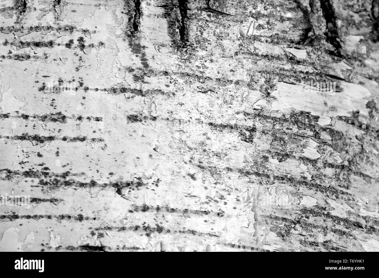 La texture de l'écorce des arbres de bouleau vieille de près. L'écorce des arbres fond noir et blanc Banque D'Images