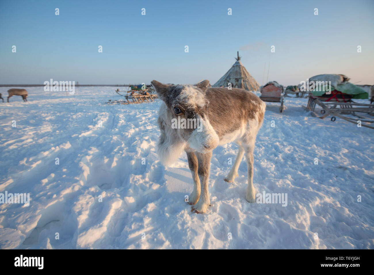 La Russie, dans la région autonome de Yamal-Nenets, péninsule de Yamal Nenets, les éleveurs de rennes au camp Banque D'Images La Russie, dans la région autonome de Yamal-Nenets, péninsule de Yamal Nenets, les éleveurs de rennes au camp Banque D'Images