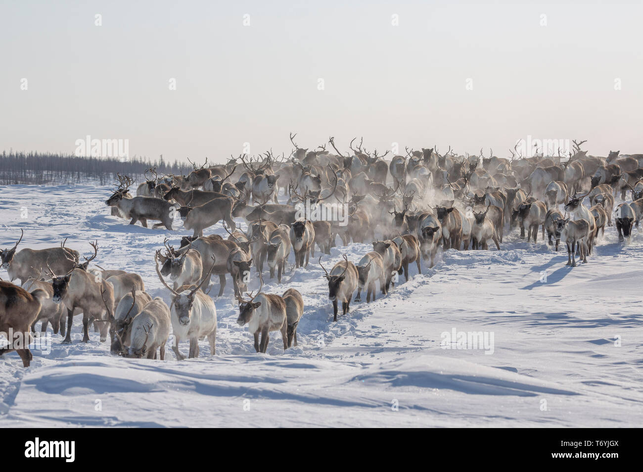 La Russie, dans la région autonome de Yamal-Nenets, péninsule de Yamal Nenets, les éleveurs de rennes au camp Banque D'Images La Russie, dans la région autonome de Yamal-Nenets, péninsule de Yamal Nenets, les éleveurs de rennes au camp Banque D'Images