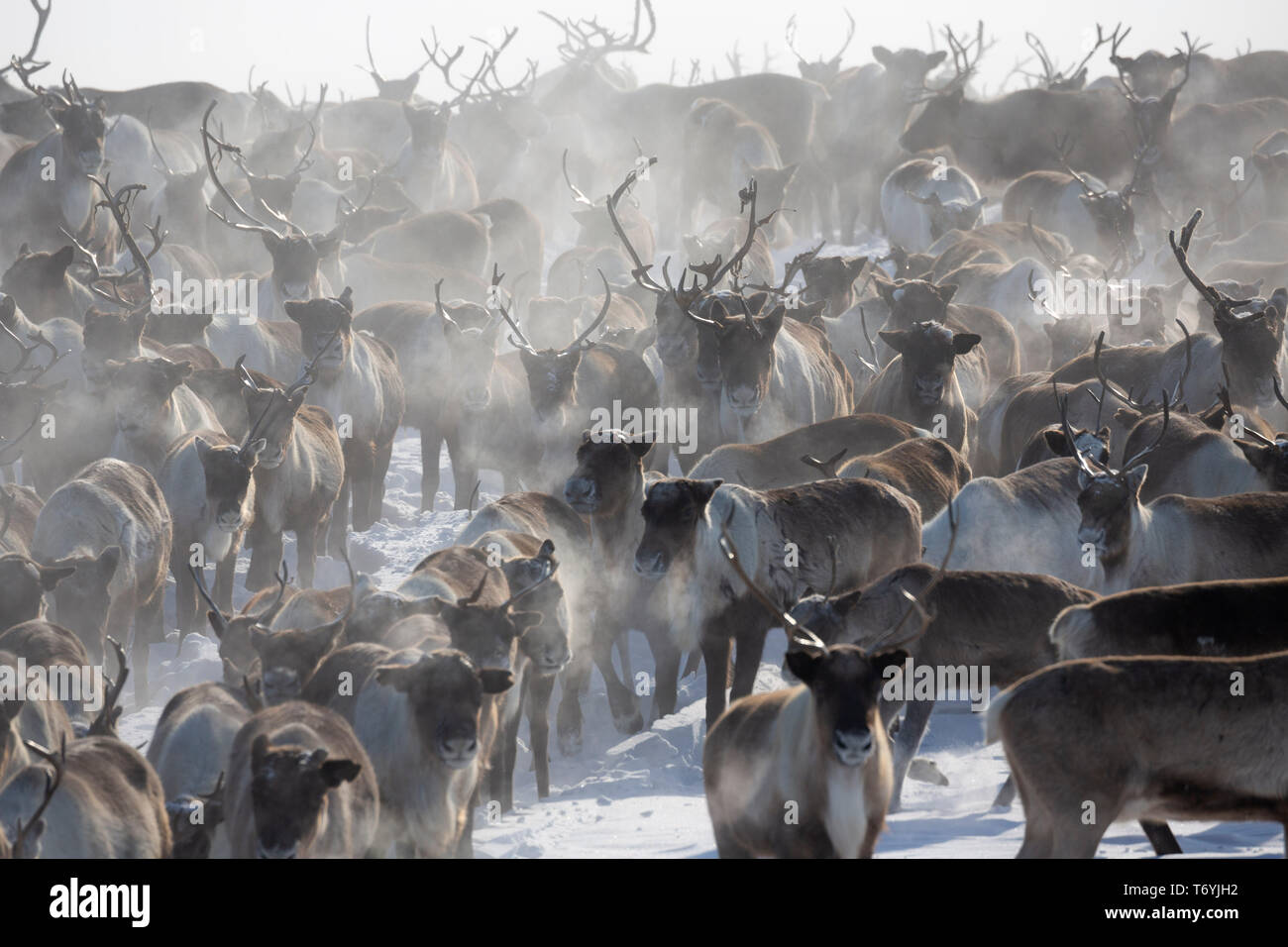 La Russie, dans la région autonome de Yamal-Nenets, péninsule de Yamal, éleveurs de rennes Nenets camp, le renne sauvage. Banque D'Images La Russie, dans la région autonome de Yamal-Nenets, péninsule de Yamal, éleveurs de rennes Nenets camp, le renne sauvage. Banque D'Images