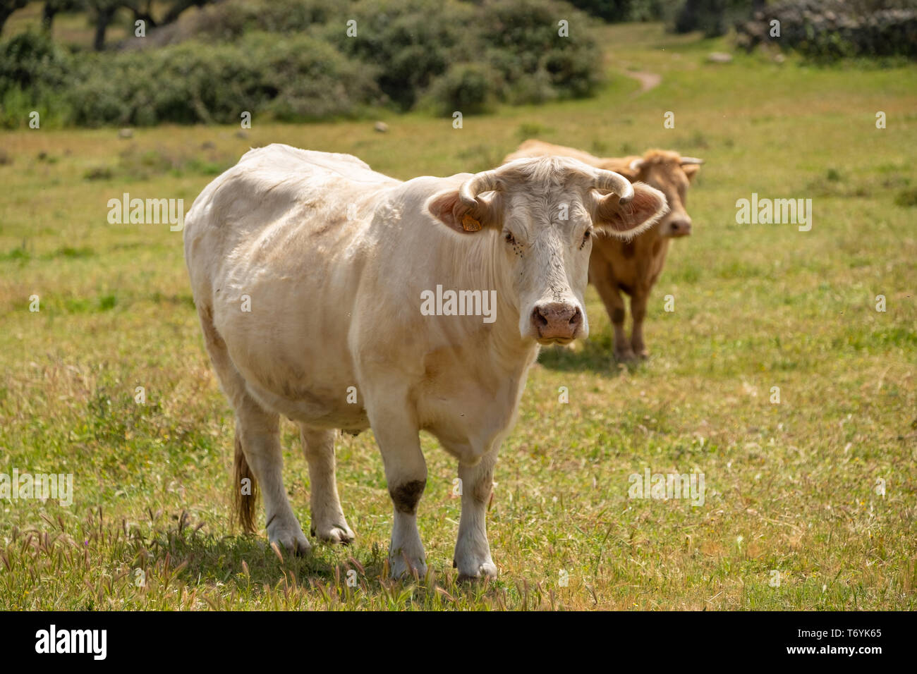 Vaches charolaises paissant dans la prairie de l'Estrémadure, Espagne Banque D'Images