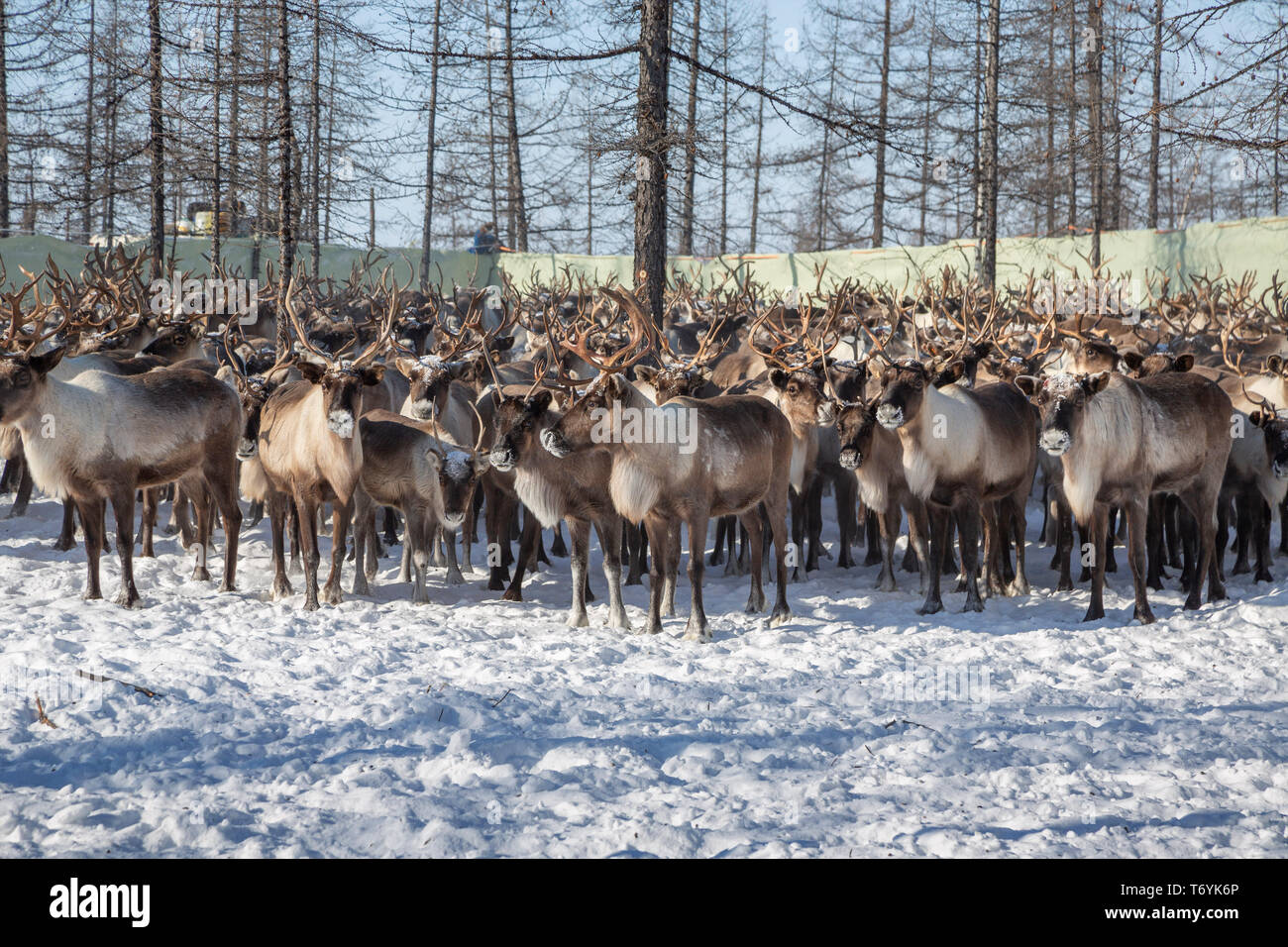 La Russie, dans la région autonome de Yamal-Nenets, péninsule de Yamal, le renne est arrondie par les éleveurs de rennes Nenets. Banque D'Images