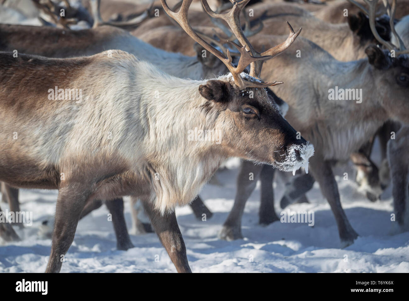 La Russie, dans la région autonome de Yamal-Nenets, péninsule de Yamal. Les éleveurs de rennes Nenets camp, le renne sauvage. Banque D'Images La Russie, dans la région autonome de Yamal-Nenets, péninsule de Yamal. Les éleveurs de rennes Nenets camp, le renne sauvage. Banque D'Images