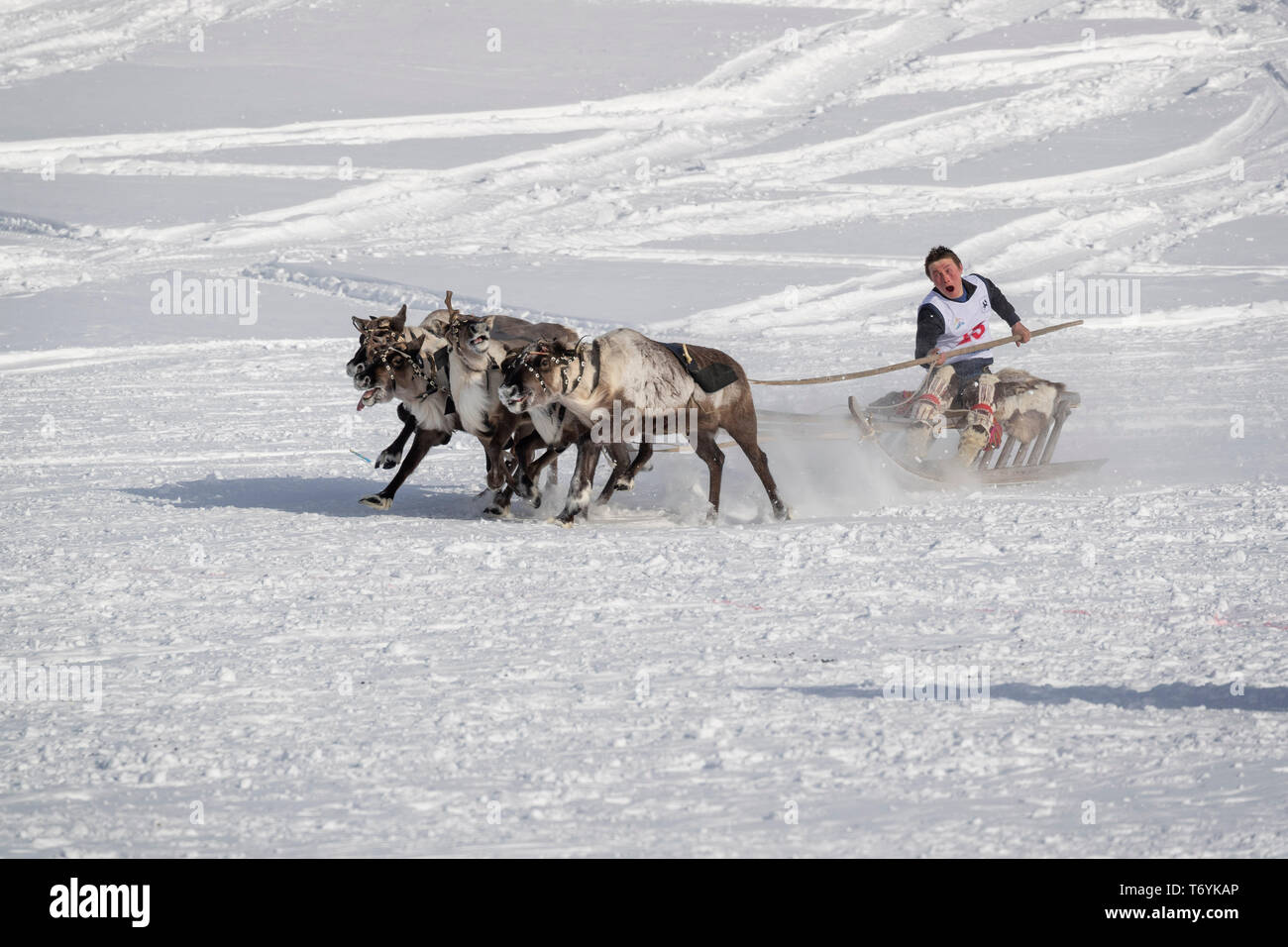 La Russie, dans la région autonome de Yamal-Nenets, péninsule de Yamal. Course de rennes. Banque D'Images La Russie, dans la région autonome de Yamal-Nenets, péninsule de Yamal. Course de rennes. Banque D'Images