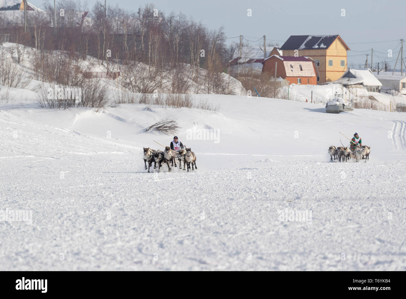 La Russie, dans la région autonome de Yamal-Nenets, péninsule de Yamal. Course de rennes. Banque D'Images La Russie, dans la région autonome de Yamal-Nenets, péninsule de Yamal. Course de rennes. Banque D'Images