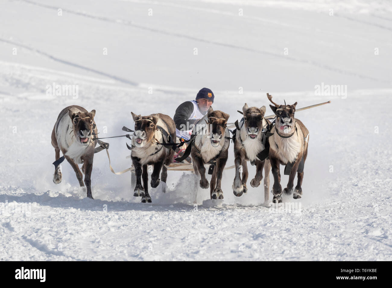 La Russie, dans la région autonome de Yamal-Nenets, péninsule de Yamal. Course de rennes. Banque D'Images La Russie, dans la région autonome de Yamal-Nenets, péninsule de Yamal. Course de rennes. Banque D'Images
