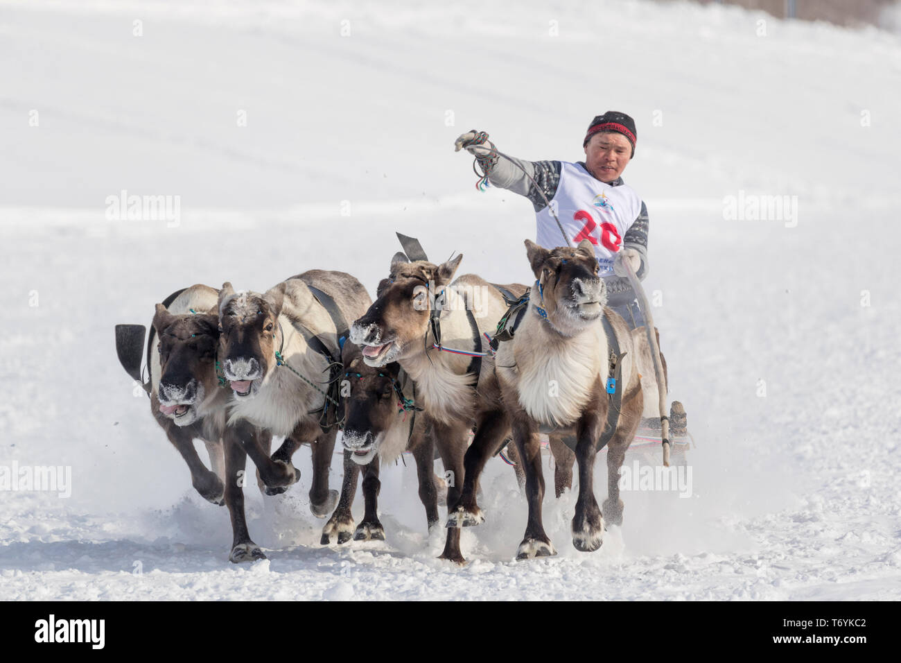 La Russie, dans la région autonome de Yamal-Nenets, péninsule de Yamal. Course de rennes. Banque D'Images La Russie, dans la région autonome de Yamal-Nenets, péninsule de Yamal. Course de rennes. Banque D'Images
