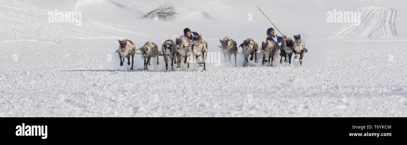 La Russie, dans la région autonome de Yamal-Nenets, péninsule de Yamal. Course de rennes. Banque D'Images La Russie, dans la région autonome de Yamal-Nenets, péninsule de Yamal. Course de rennes. Banque D'Images