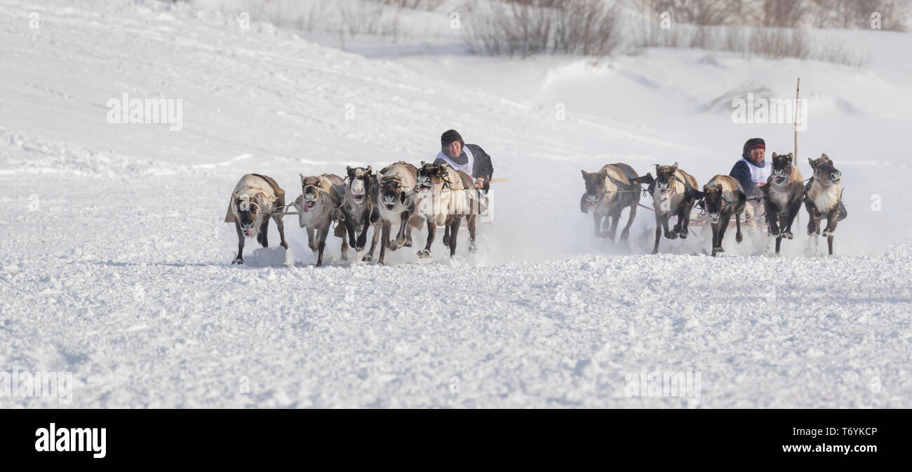 La Russie, dans la région autonome de Yamal-Nenets, péninsule de Yamal. Course de rennes. Banque D'Images La Russie, dans la région autonome de Yamal-Nenets, péninsule de Yamal. Course de rennes. Banque D'Images