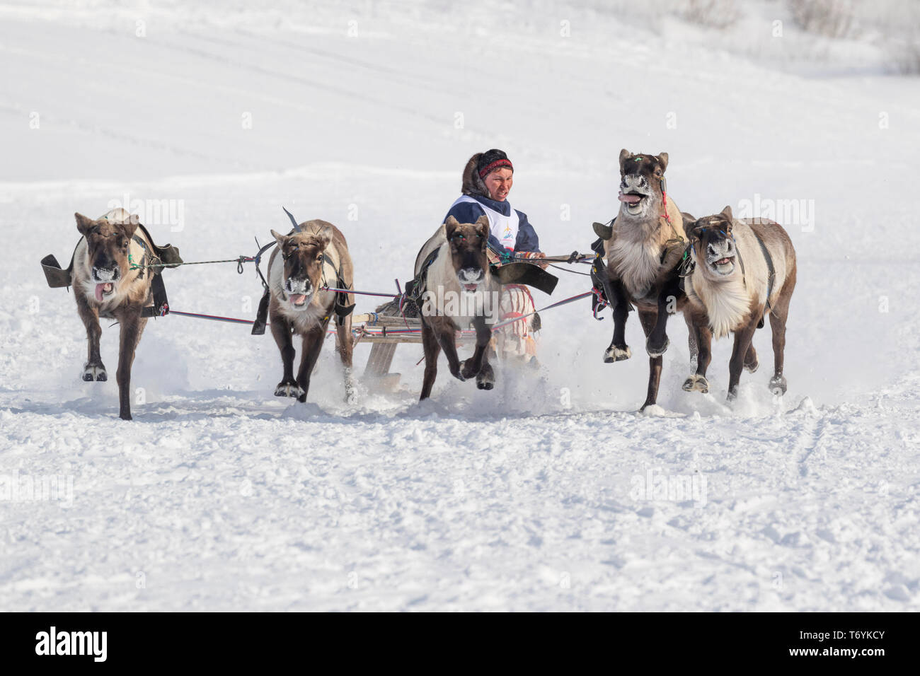 La Russie, dans la région autonome de Yamal-Nenets, péninsule de Yamal. Course de rennes. Banque D'Images La Russie, dans la région autonome de Yamal-Nenets, péninsule de Yamal. Course de rennes. Banque D'Images