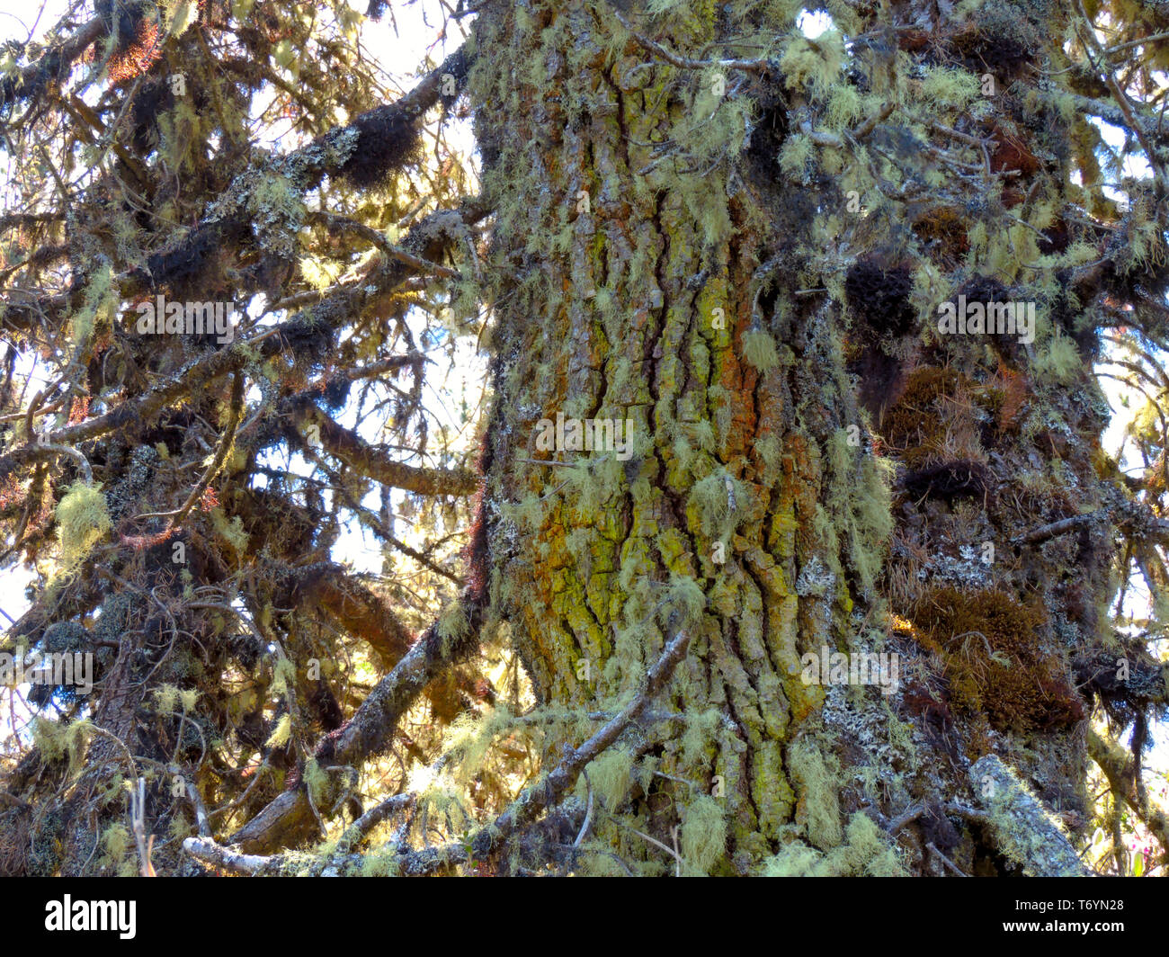 Arbre fantôme Banque D'Images