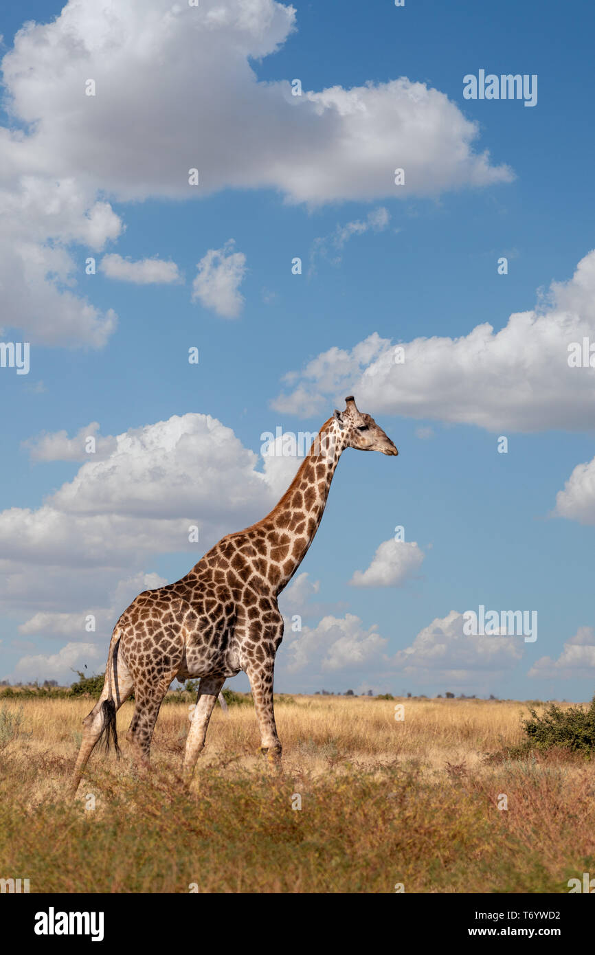 Girafe d'Afrique du Sud, Botswana Savuti safari Banque D'Images