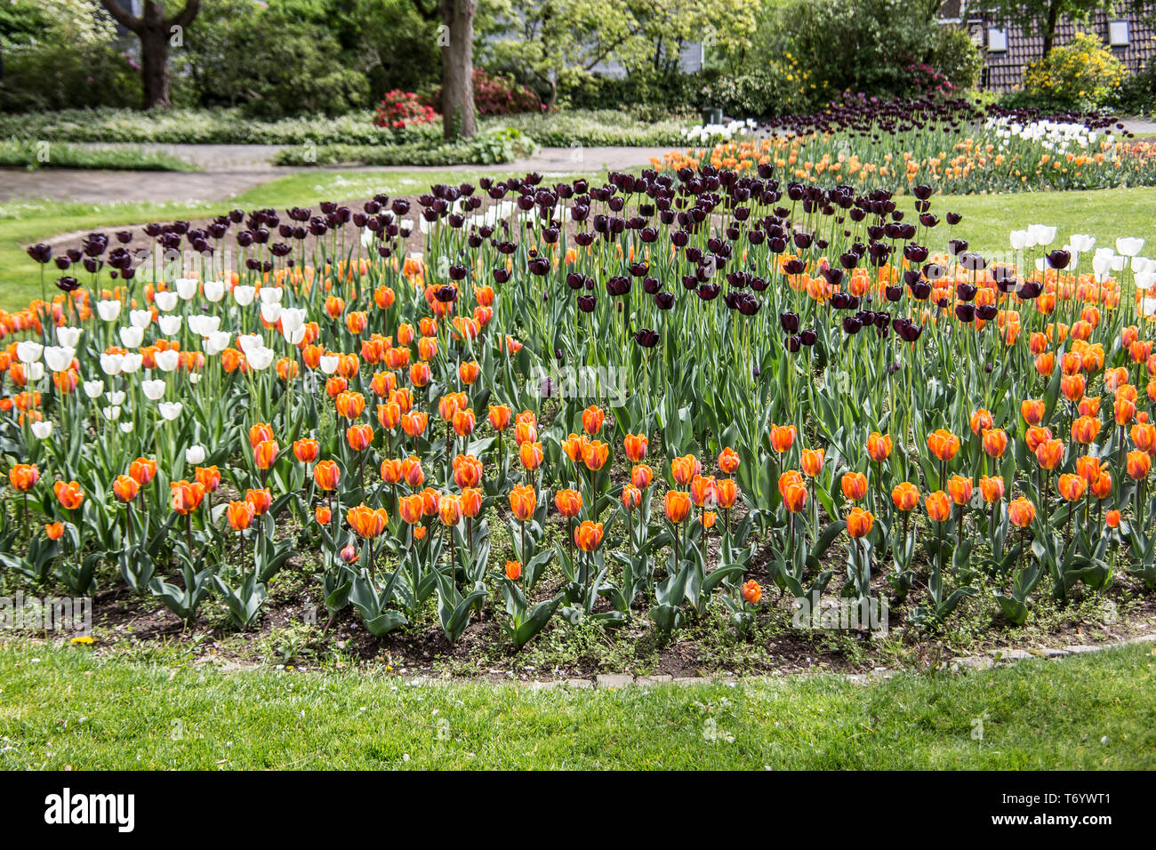 Blanc, orange et noir tulipes Banque D'Images