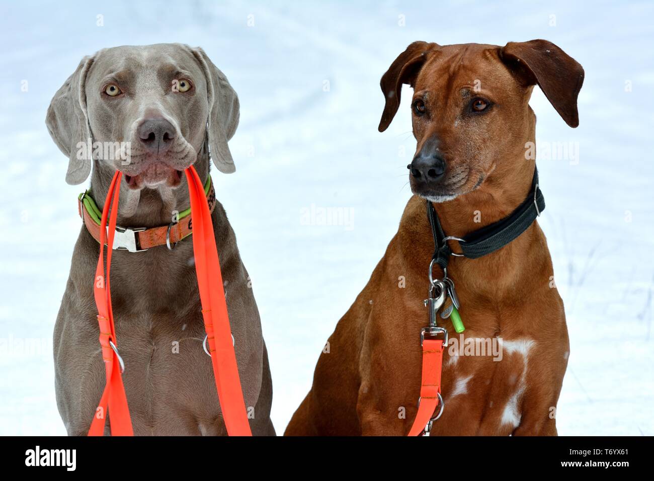 Braque de récupère la corde de Rhodesian Ridgeback Banque D'Images
