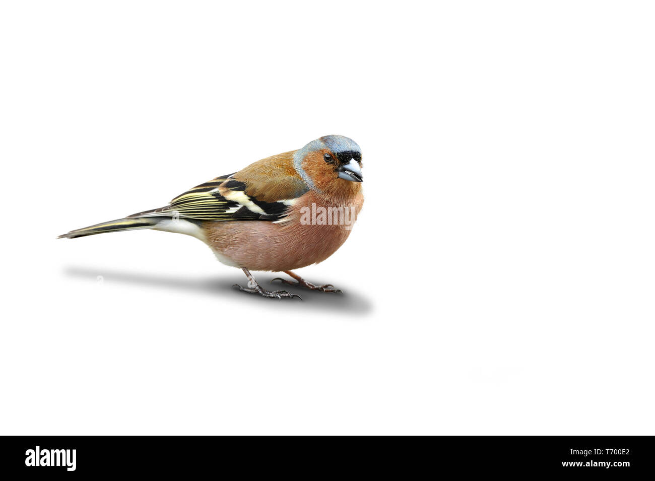Finch 101 Banque D'Images