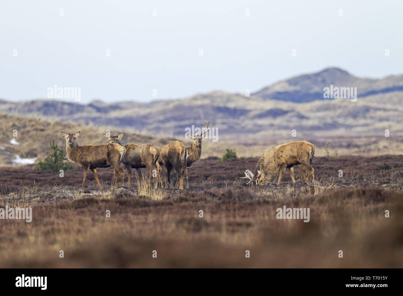 Les Stags de jeter les bois rouge Banque D'Images