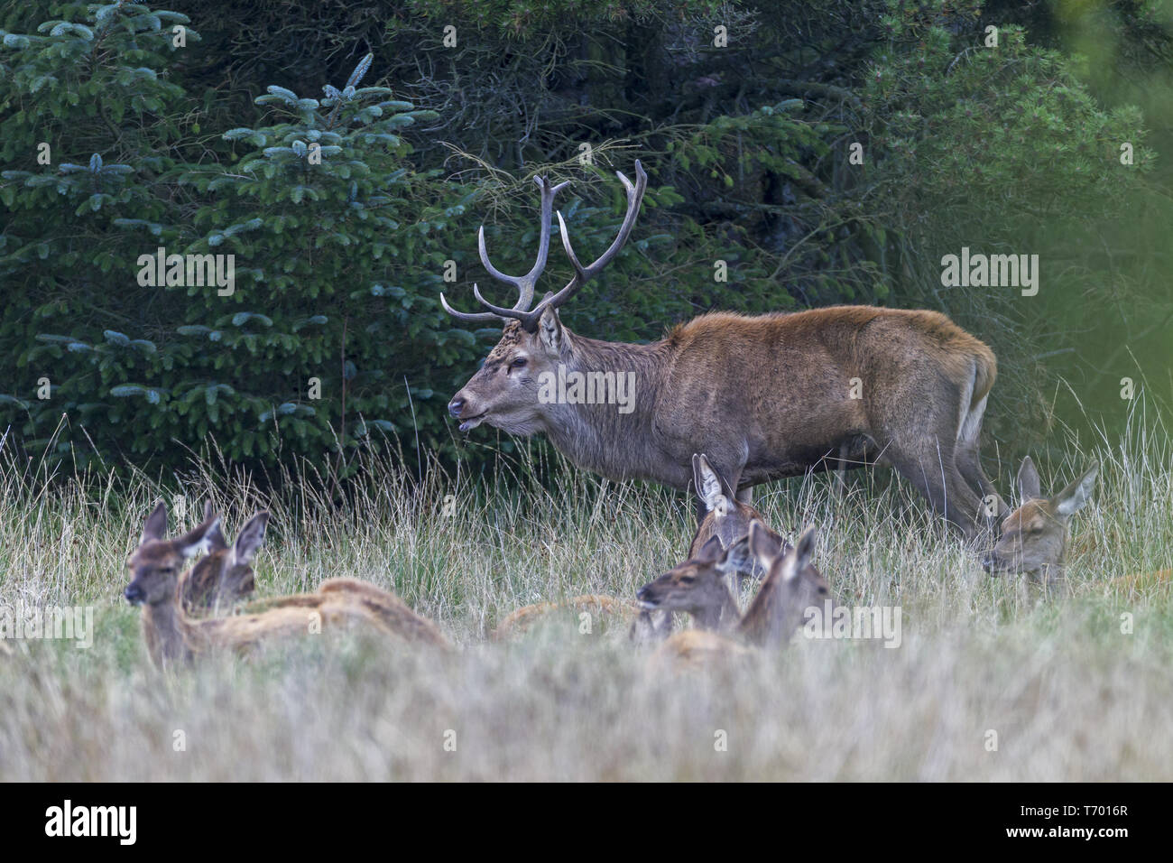 Cerf rouge avec des femelles dans l'Ornière Banque D'Images