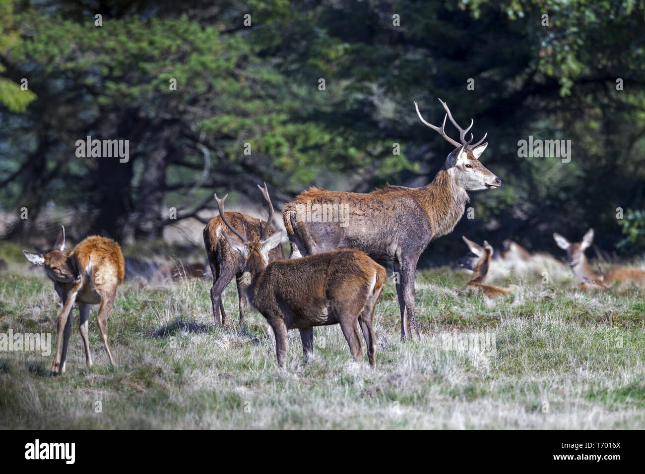 Red Deer, Cervus elaphus, stag rouge Banque D'Images