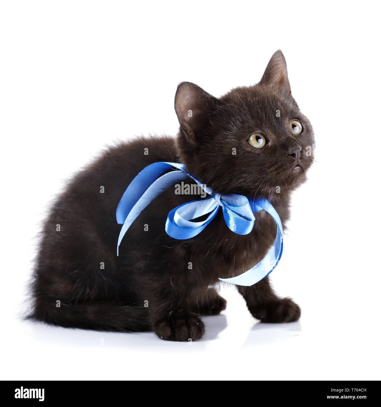 Petit Chaton Noir Avec Une Bande Bleue Chaton Noir Moelleux Chaton Sur Un Fond Blanc Petit Predateur Kitty Noir Petit Chat Photo Stock Alamy