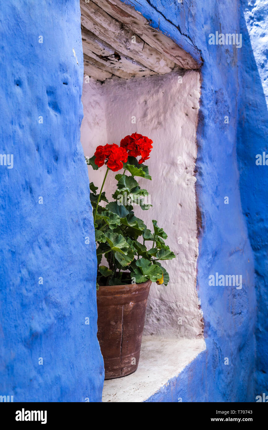 Pot de fleur de géranium dans une niche murale Banque D'Images