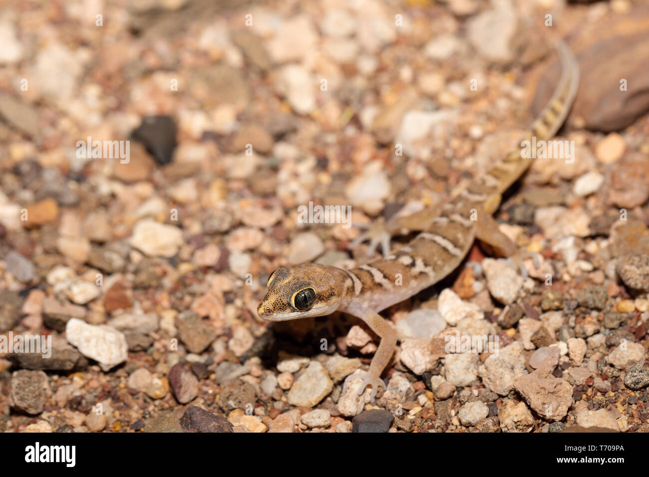 Gecko nocturne dans le désert de Namib, Namibie faune Banque D'Images
