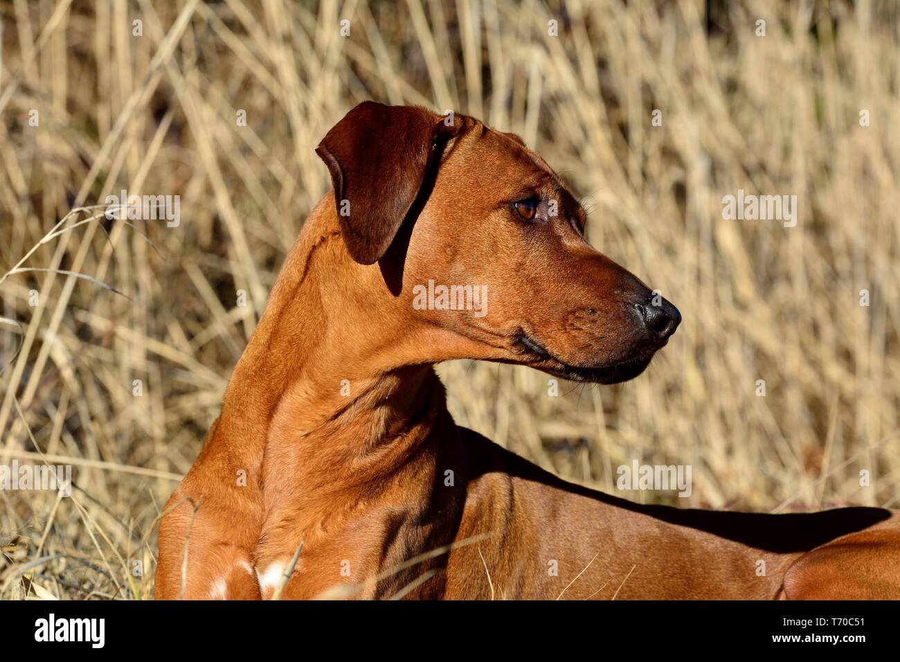 Le Rhodesian Ridgeback Banque D'Images