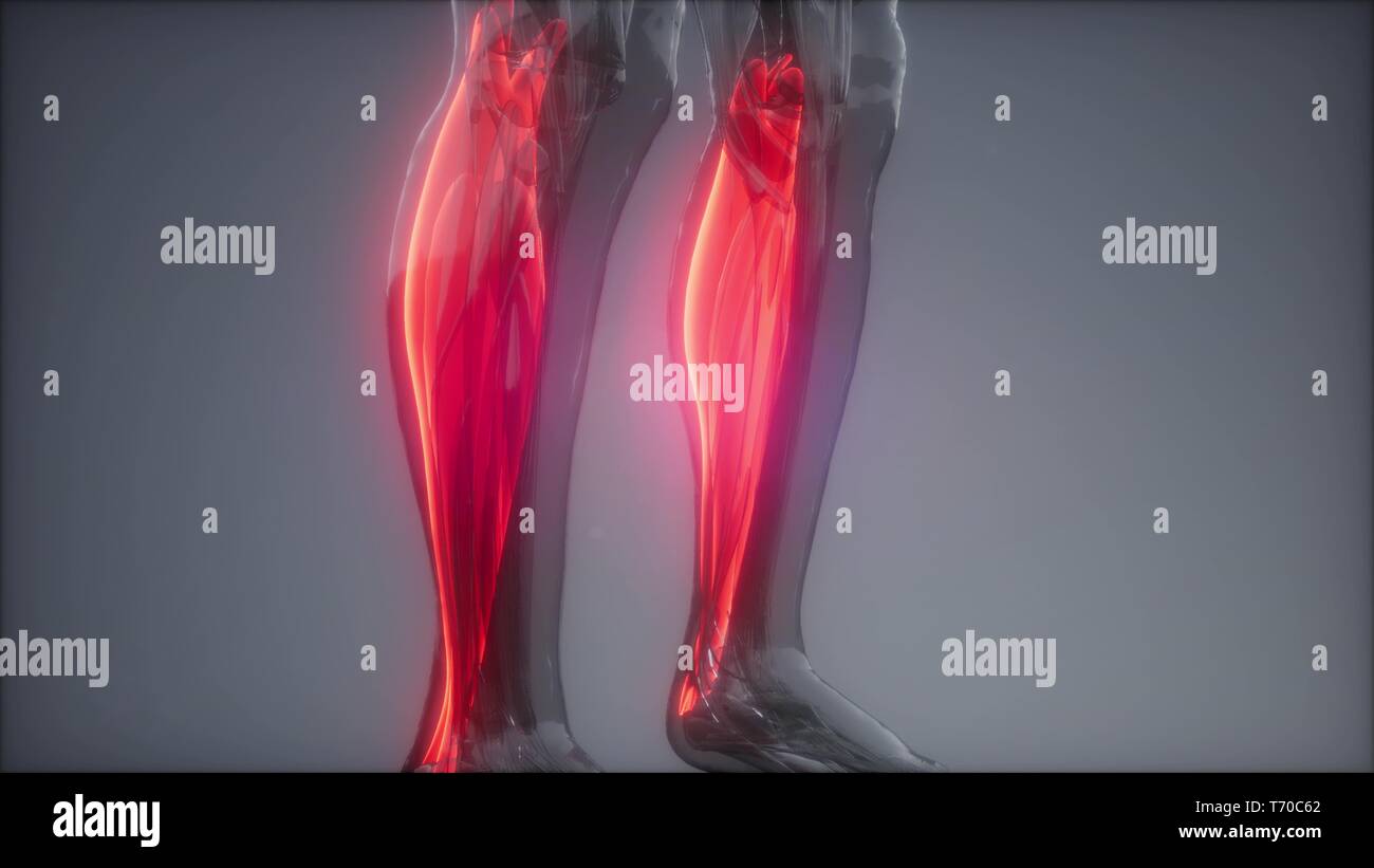 Anatomie du muscle gastrocnémien- Visible site Banque D'Images