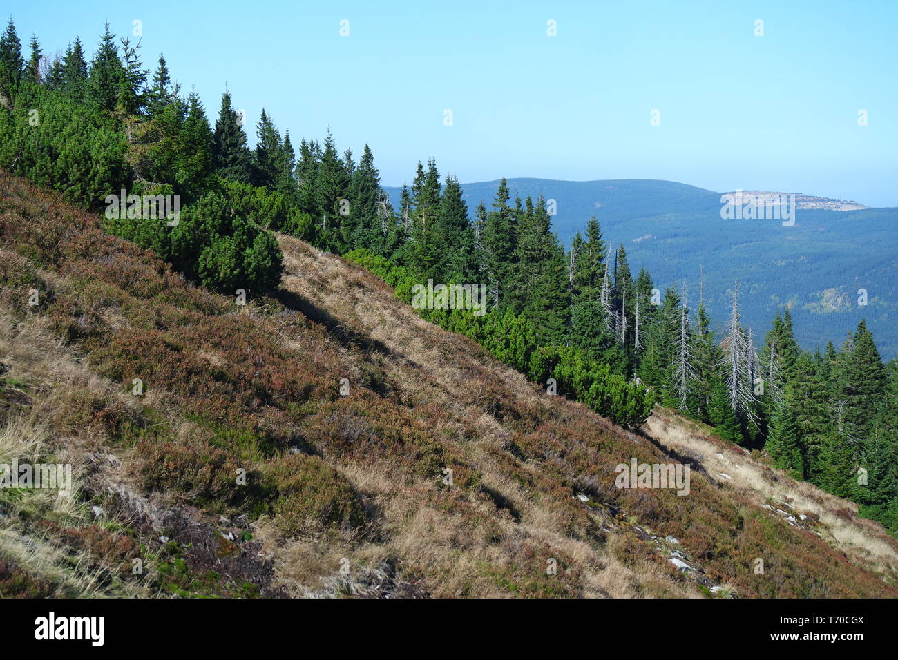 Monts des Géants. Mont Szrenica Banque D'Images