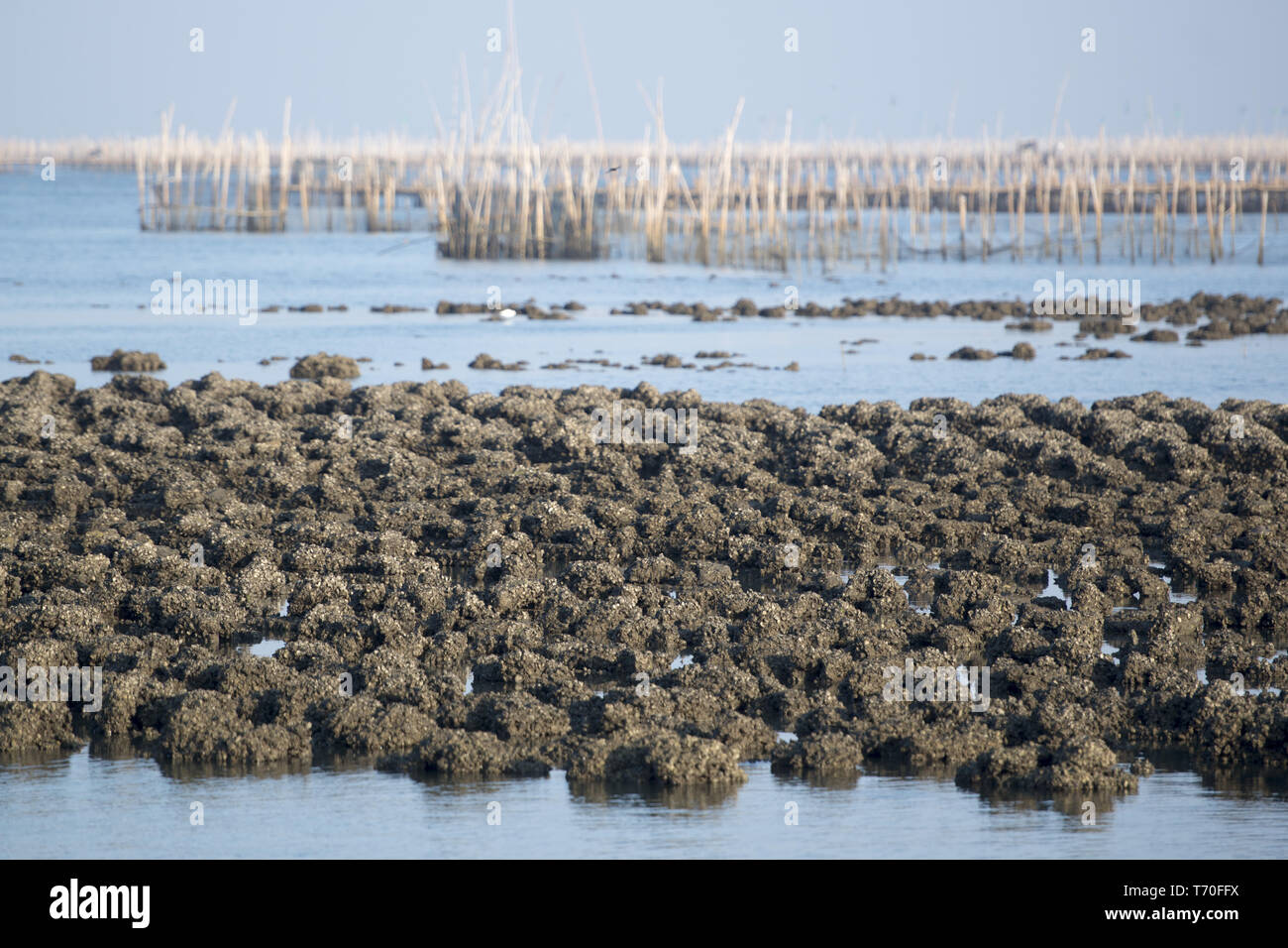 Thaïlande CHONBURI BANGSAEN ANGSILA OYSTER FARM Banque D'Images