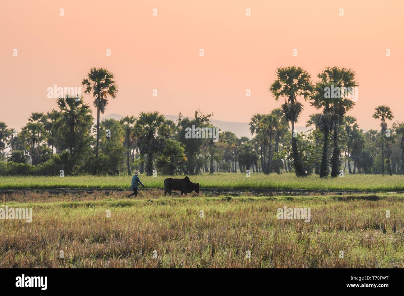 Agriculteur avec labourage vache sur champ de riz rainure dans le sugar palm tree à soir Banque D'Images