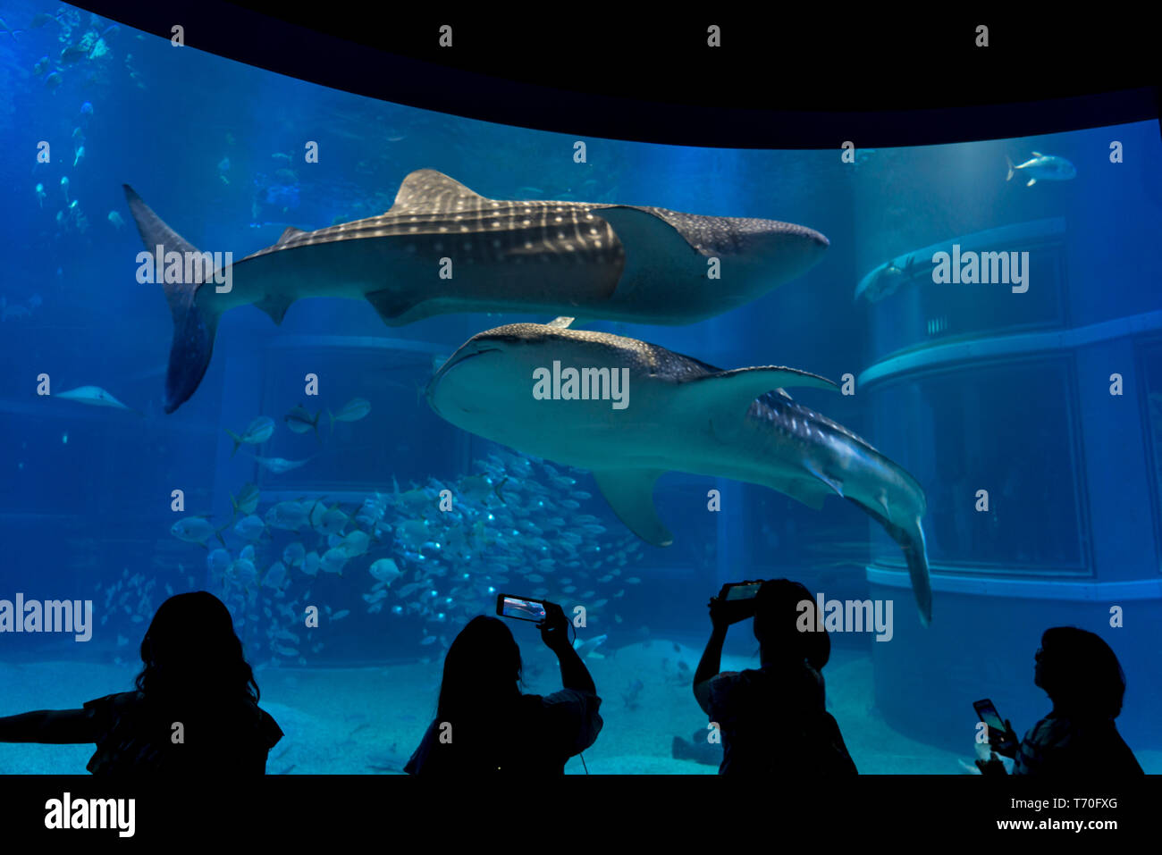 Osaka, Japon - 06/05/2018 : les gens à photographier les requins baleines (Rhincodon typus) dans l'Aquarium d'Osaka Kaiyukan Banque D'Images