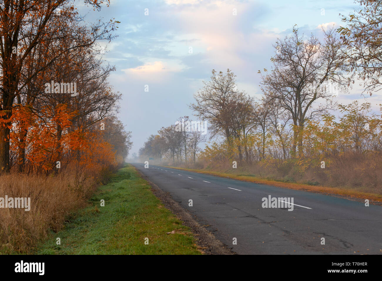 Misty roan dans Puszta hongroise Banque D'Images