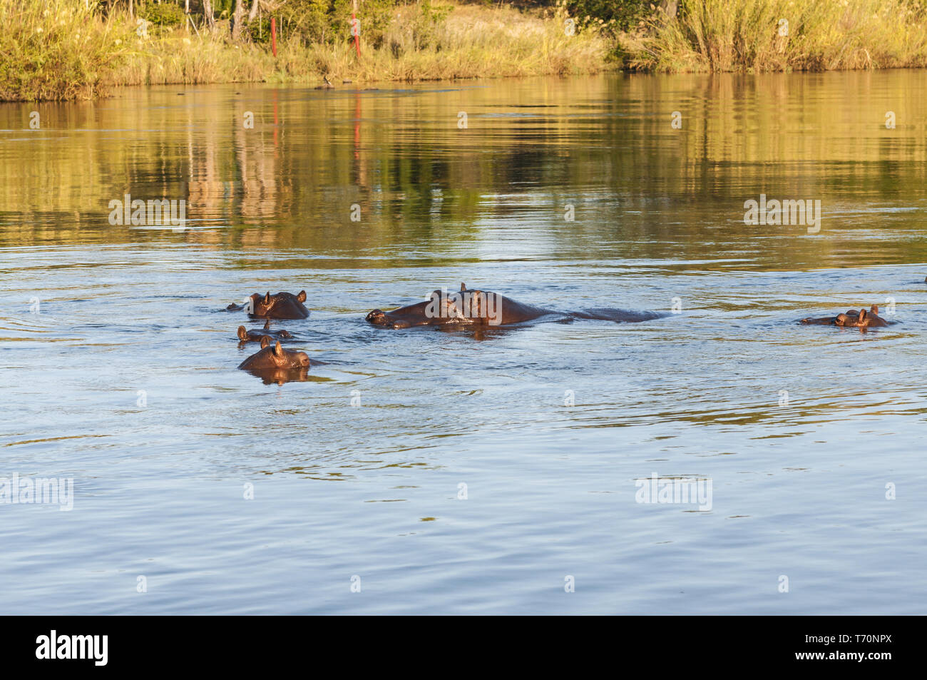 Hippopotames dans la rivière Okavango, Namibie Afrique Australe. Banque D'Images