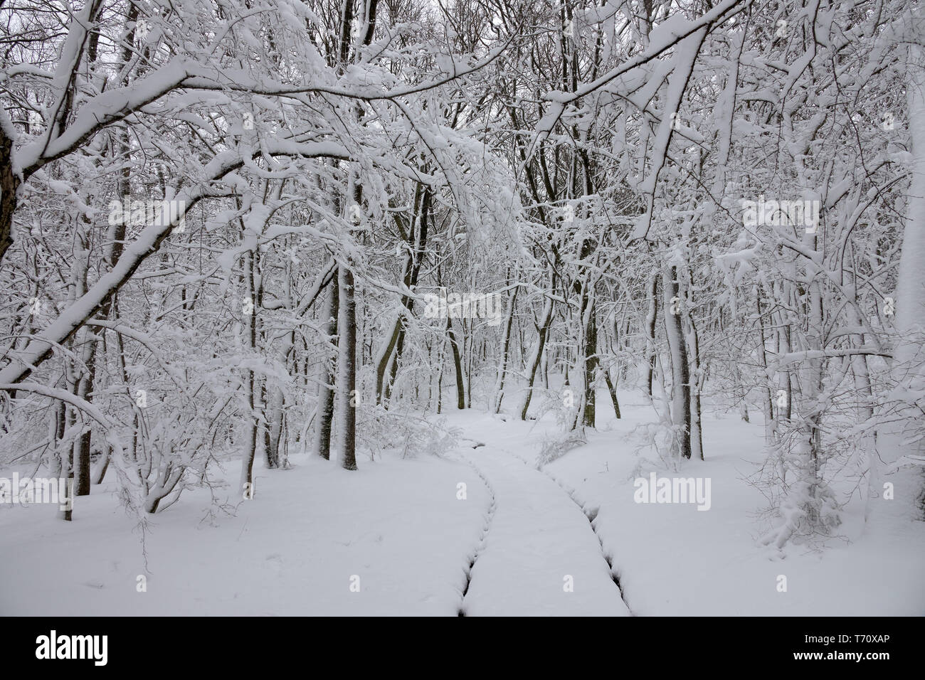Route forestière en hiver neige Banque D'Images