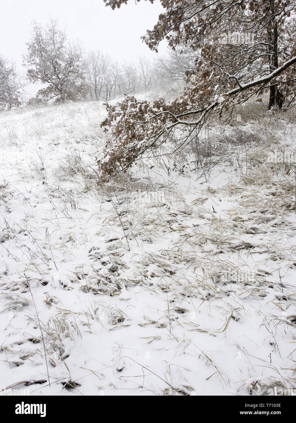 Le bois de chêne dans un pré avec de la neige en hiver Banque D'Images