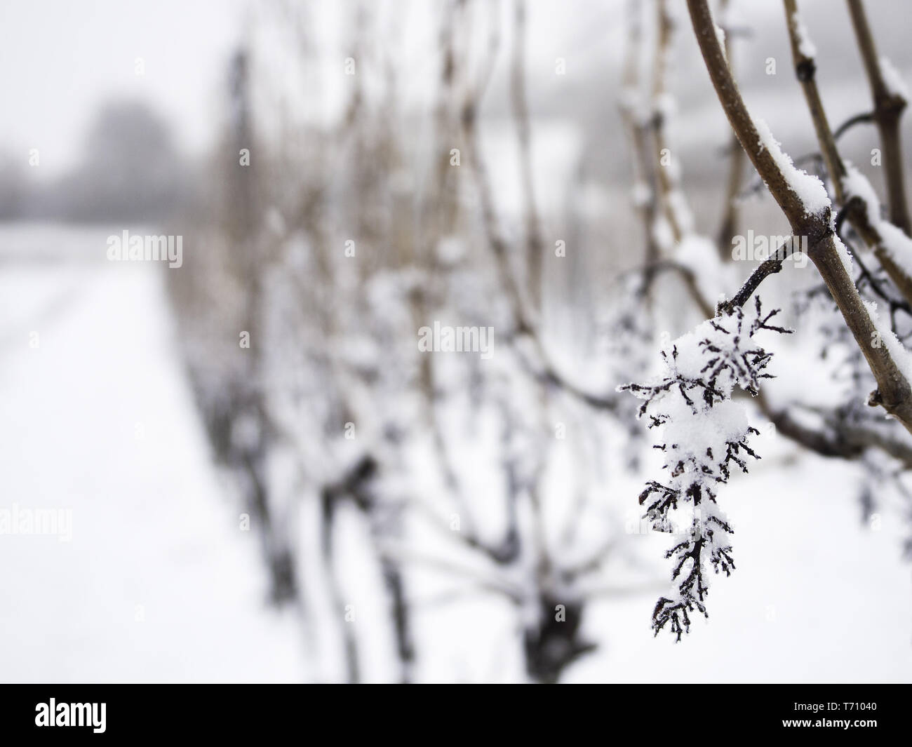 Vignoble en hiver Banque D'Images