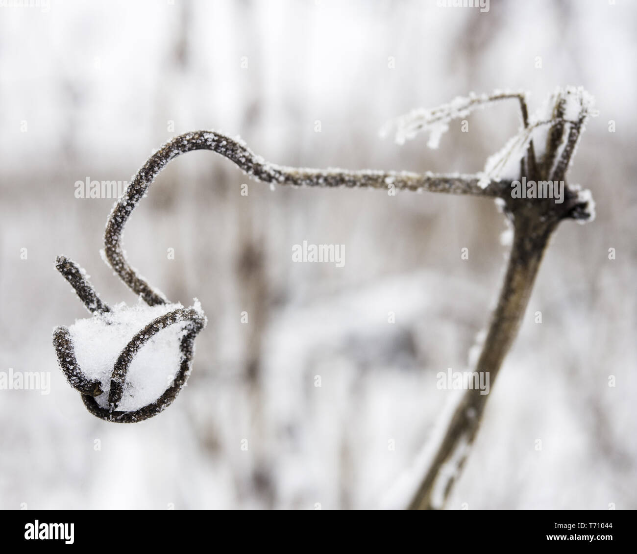 Vignoble en hiver Banque D'Images