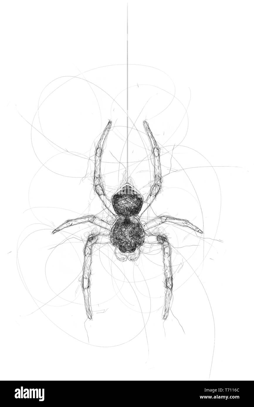 Doodle spider Banque D'Images