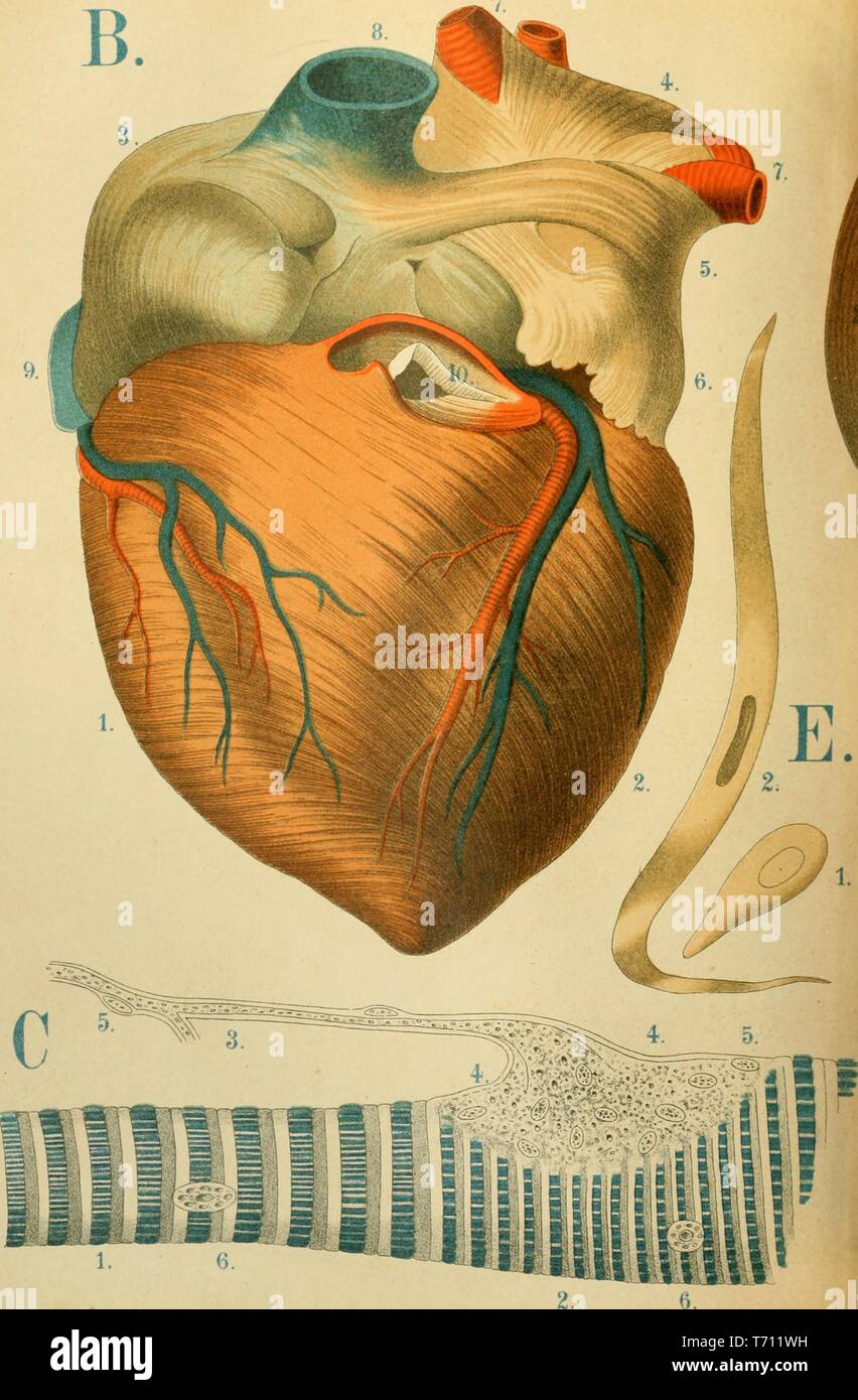 Impression couleur représentant les muscles externes du cœur humain, à partir de l'avant (B) sur les gros plans illustrant une fibre musculaire lisse, avec une cellules nucléées en son centre (E) et d'une fibre musculaire, avec une entrée de nerf (C) de Florence Fenwick Miller's medical volumes 'un Atlas d'Anatomie : ou des images du corps humain', 1879. Avec la permission de Internet Archive. () Banque D'Images