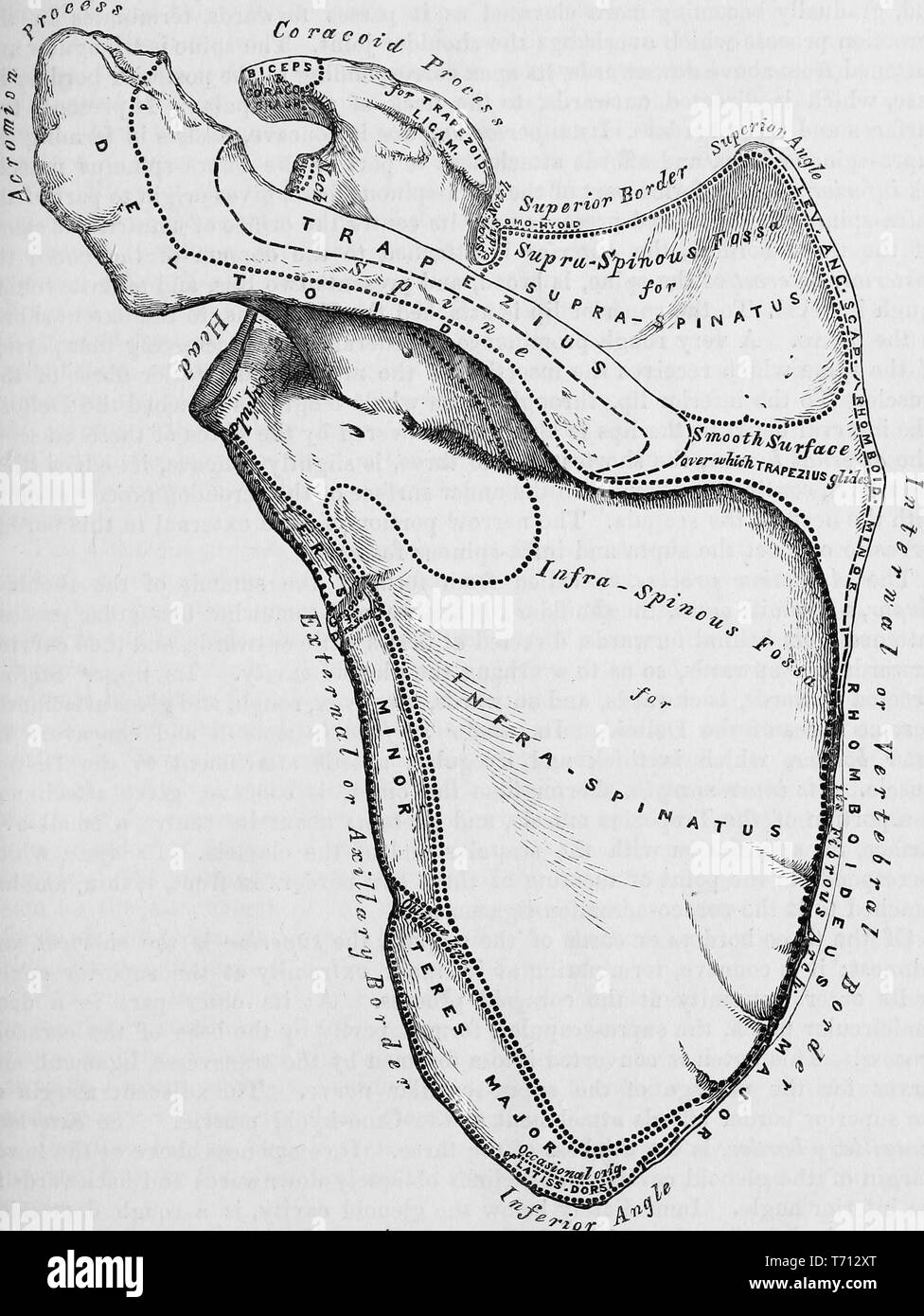 Photographie noir et blanc montrant la face postérieure ou dos de l'omoplate gauche, illustré par Henry Vandyke Carter, Henry et publié dans Grey's Anatomy, 'volume médicale et chirurgicale descriptif', 1860. Avec la permission de Internet Archive. () Banque D'Images