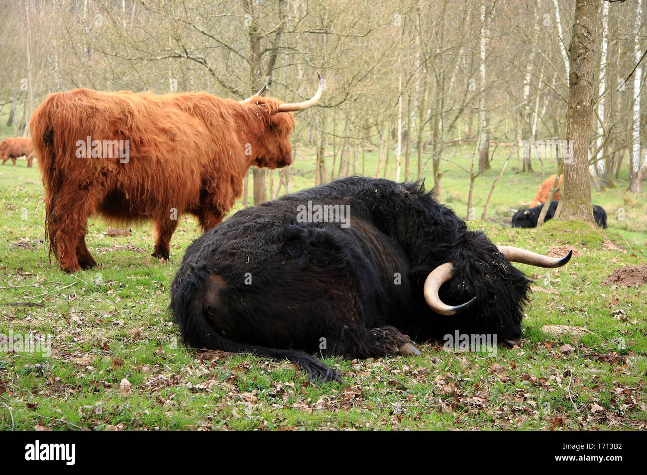 Siesta avec le Scottish Highland cattle Banque D'Images