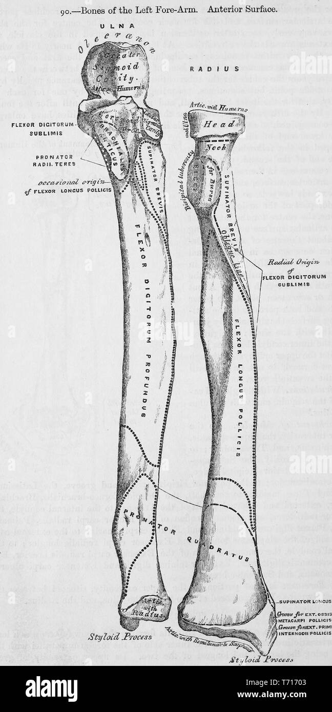 L'Illustre face antérieure de l'avant-bras gauche des os, du livre 'Anatomie descriptive et chirurgicale', par Henry Gray, Henry Vandyke Carter, et John couvert Westmacott, 1860. Avec la permission de Internet Archive. () Banque D'Images